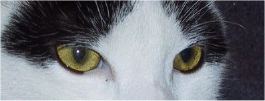 Cat's eyes...